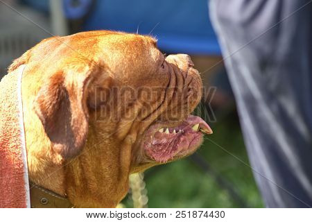 Neapolitana Mastino. Background Of Green Blurry Grass. Space Under The Text. Concept: Parodist Dogs,