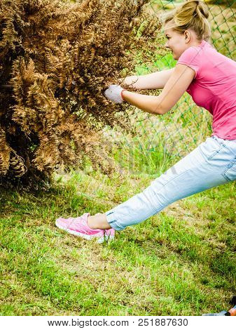 Woman Gardener Removing Withered Dried Thuja Tree From Her Backyard. Yard Work Around The House