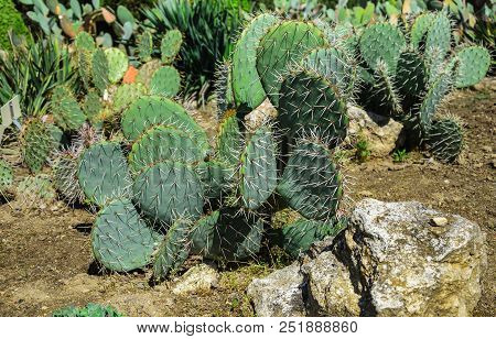 Flower Bed With Cacti. Grow In The Open Air.