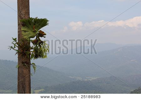 Fern1