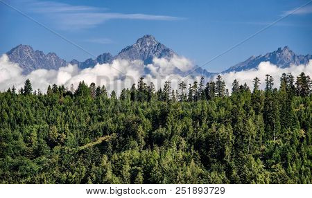 High Tatras Mountains. Peak Lomnicky Stit. Trees In Green Forest.