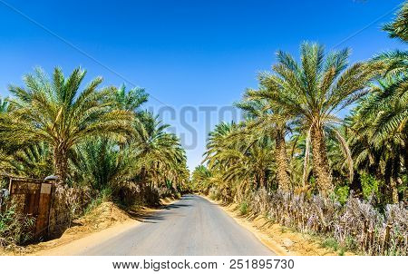 Road Through An Oasis In Tamacine - Algeria, North Africa