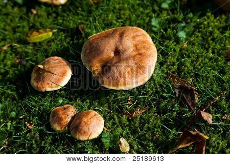 Bolete