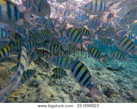 Dascyllus Fish School In Blue Sea. Underwater View Of Coral Fish Flock. Black And White Striped Trop