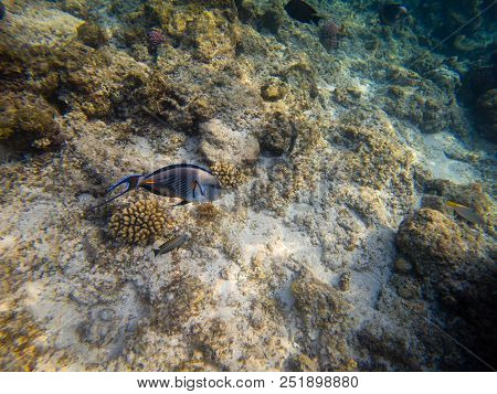 The Sohal Surgeonfish Or Sohal Tang, Acanthurus Sohal