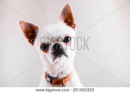 Evil Chihuahua On A Light Gray Background Looks Into The Camera With A Displeased Expression Of The 