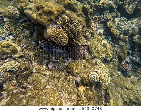 The Top View Sohal Surgeonfish Or Sohal Tang, Acanthurus Sohal