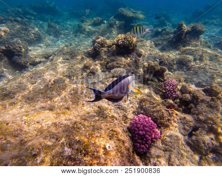 The Sohal Face Surgeonfish Or Sohal Tang, Acanthurus Sohal