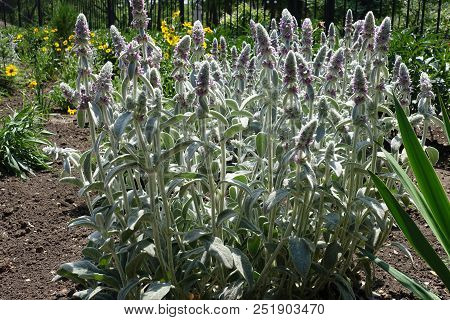 Flowering Stachys Byzantina In The Garden In June