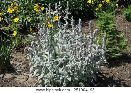 Stachys Byzantina In Full Bloom In June