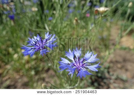 Close View Of Blue Flowers Of Centaurea Cyanus