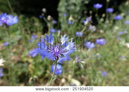 Closeup Of Blue Flower Of Centaurea Cyanus