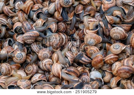 Small Sea Snails At Market Still Alive