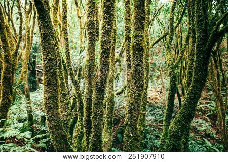 Laurel Forest Landscape. Nature Background. Anaga Country Park, Biosphere Reserve, Tenerife, Canary 