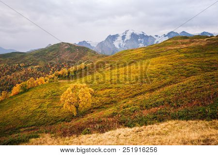 Autumn landscape. Cloudy day in the mountains. Birch on the mountain Mkheer. Zemo Svaneti, Georgia 