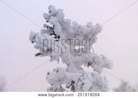 Snowcowered Branches. Winter Blur Background. Frost Trees
