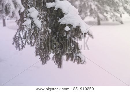 Snowcowered Branches. Winter Blur Background. Frost Trees