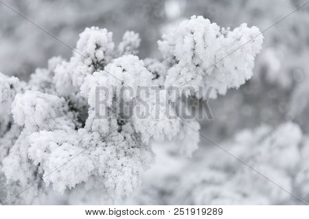 Snowcowered Branches. Winter Blur Background. Frost Trees