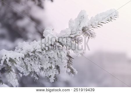Snowcowered Branches. Winter Blur Background. Frost Trees