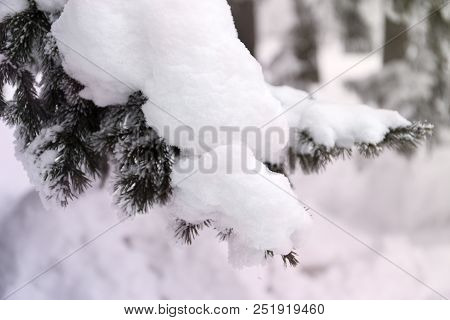 Snowcowered Branches. Winter Blur Background. Frost Trees