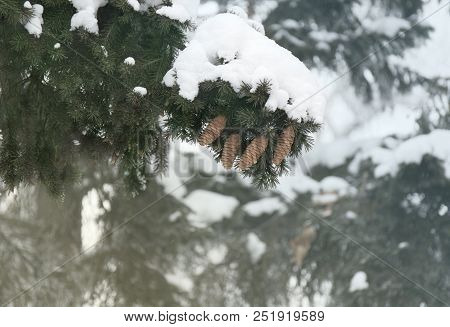 Snowcowered Branches. Winter Blur Background. Frost Trees