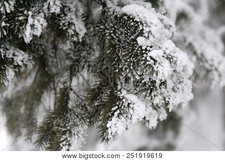 Snowcowered Branches. Winter Blur Background. Frost Trees