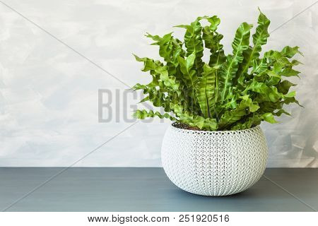 houseplant Asplenium nidus in white flowerpot