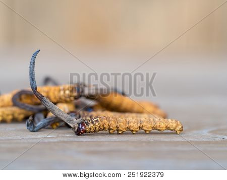 Group Of Mushroom Cordyceps Or Ophiocordyceps Sinensis This Is A Herbs On Wooden Table. Medicinal Pr