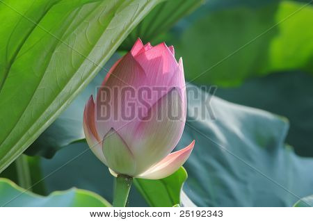 Lotus Bud