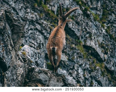 Alpine Capricorn Steinbock Capra Ibex Standing On A Rock Looking Away Close Up, Brienzer Rothorn Swi