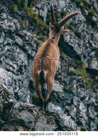 Alpine Capricorn Steinbock Capra Ibex Standing On A Rock Looking Away Close Up, Brienzer Rothorn Swi