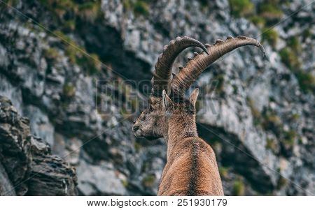 Alpine Capricorn Steinbock Capra Ibex Standing On A Rock Looking Away Close Up Of Face And Horns , B