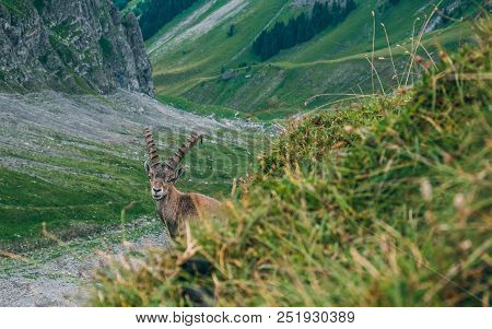 Funny Alpine Capricorn Steinbock Capra Ibex Looking At Camera, Brienzer Rothorn Switzerland Alps