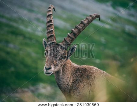 Alpine Capricorn Steinbock Capra Ibex Looking At Camera Close Up, Brienzer Rothorn Switzerland Alps