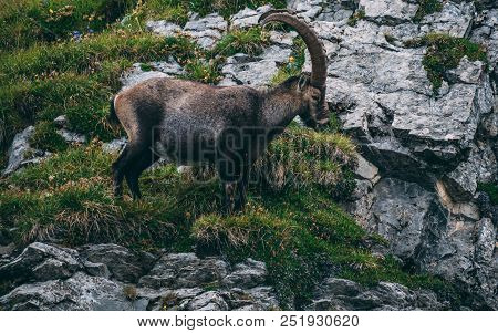 Majestic Animal Old And Wise Alpine Capricorn Steinbock Capra Ibex In The Swiss Alps Brienzer Rothor
