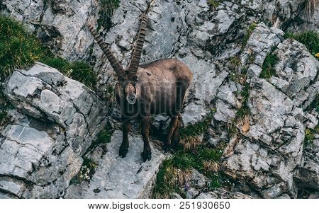 Majestic Animal Old And Wise Alpine Capricorn Steinbock Capra Ibex In The Swiss Alps Brienzer Rothor