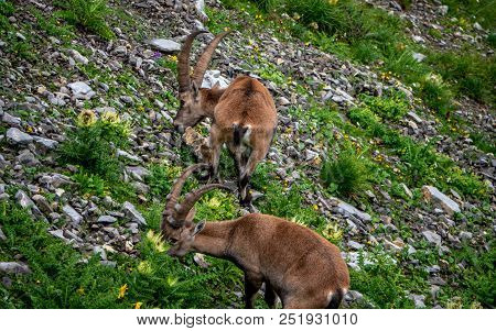 Alpine Capricorn Steinbock Capra Ibex Eating Grass, Brienzer Rothorn Switzerland Alp