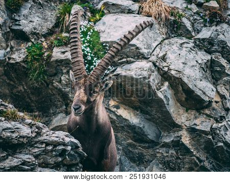 Majestic Animal Old And Wise Alpine Capricorn Steinbock Capra Ibex In The Swiss Alps Brienzer Rothor