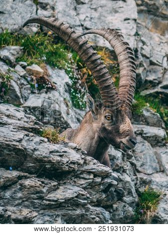 Majestic Animal Old And Wise Alpine Capricorn Steinbock Capra Ibex In The Swiss Alps Brienzer Rothor
