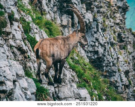 Capricorn Steinbock Capra Ibex Standing On A Steep Mountain Stone Cliff Sideview With Big Horns, Bri