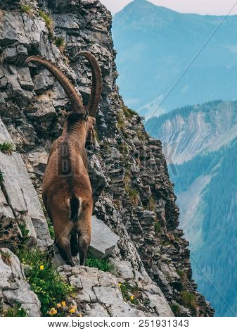 Alpine Capricorn Steinbock Capra Ibex Looking At The Mountain Scenery On A Steep Mountain Rock, Brie