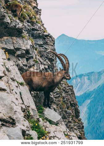Alpine Capricorn Steinbock Capra Ibex Looking At The Mountain Scenery On A Steep Mountain Rock, Brie