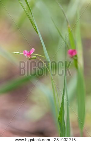 Pink Flowers Of Grass Vetchling (lathyrus Nissolia) On Summer Meadow With Blurred Green Background. 