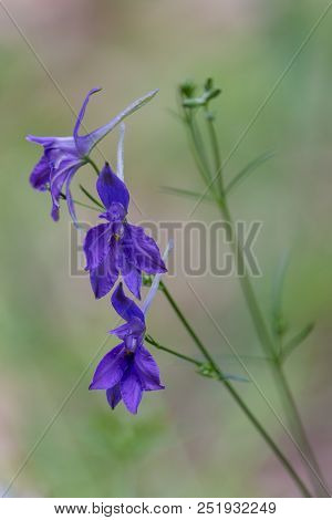 Three Dark Blue Or Purple Flowers Of Forking Larkspur With Green Background. Rocket-larkspur (consol