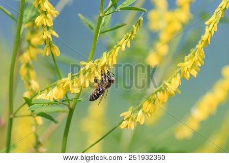 Honey Bee Collects Nectar On Yellow Sweet Clover Flowers. Ribbed Melilot Or Common Melilot (melilotu