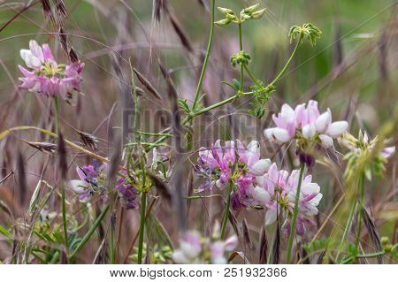 Pink Wildflowers Of Crownvetch And Lilac Spikelets On Summer Meadow With Blurred Background.  Purple