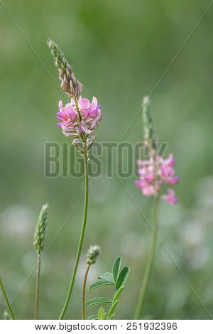 Two Esparcet Pink Flowers (onobrychis Viciifolia). Blossoming Sainfoin Or Holy-clover Wildflowers. S