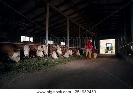 Agriculture, People And The Concept Of Livestock - A Man Or A Farmer With His Son Walking Along The 