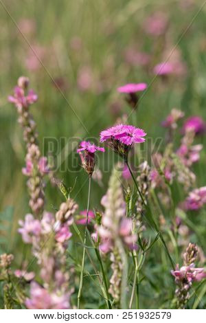 Summer Meadow Pink Flowers Of Esparcet (holy-clover) And Carnation (carthusian Pink). Summer, Czech 