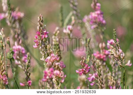 Esparcet Pink Flowers (onobrychis Viciifolia). Blossoming Sainfoin Or Holy-clover Wildflowers. Summe